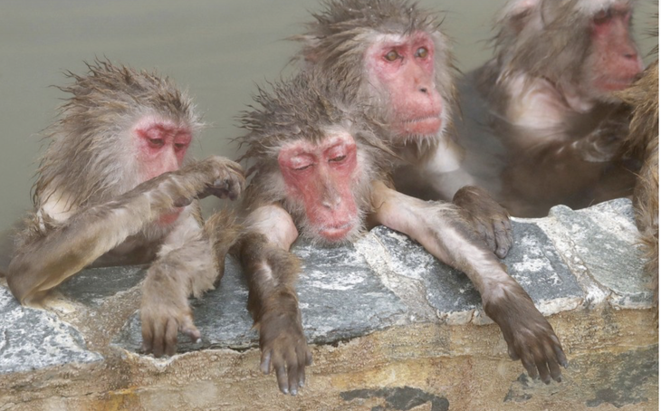Nhật xây khu suối nước nóng cho khỉ nghỉ dưỡng - Ảnh 1.