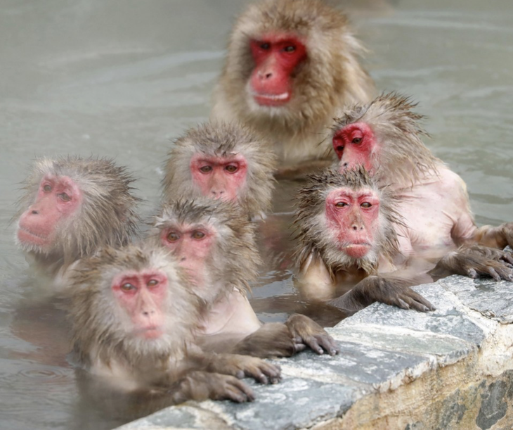 Nhật xây khu suối nước nóng cho khỉ nghỉ dưỡng - Ảnh 3.