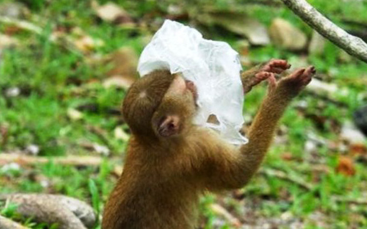 Đi thăm công viên rừng ở Thái sẽ phải mang theo túi đựng rác