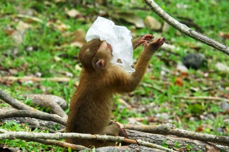 Đi thăm công viên rừng ở Thái sẽ phải mang theo túi đựng rác - Ảnh 1.