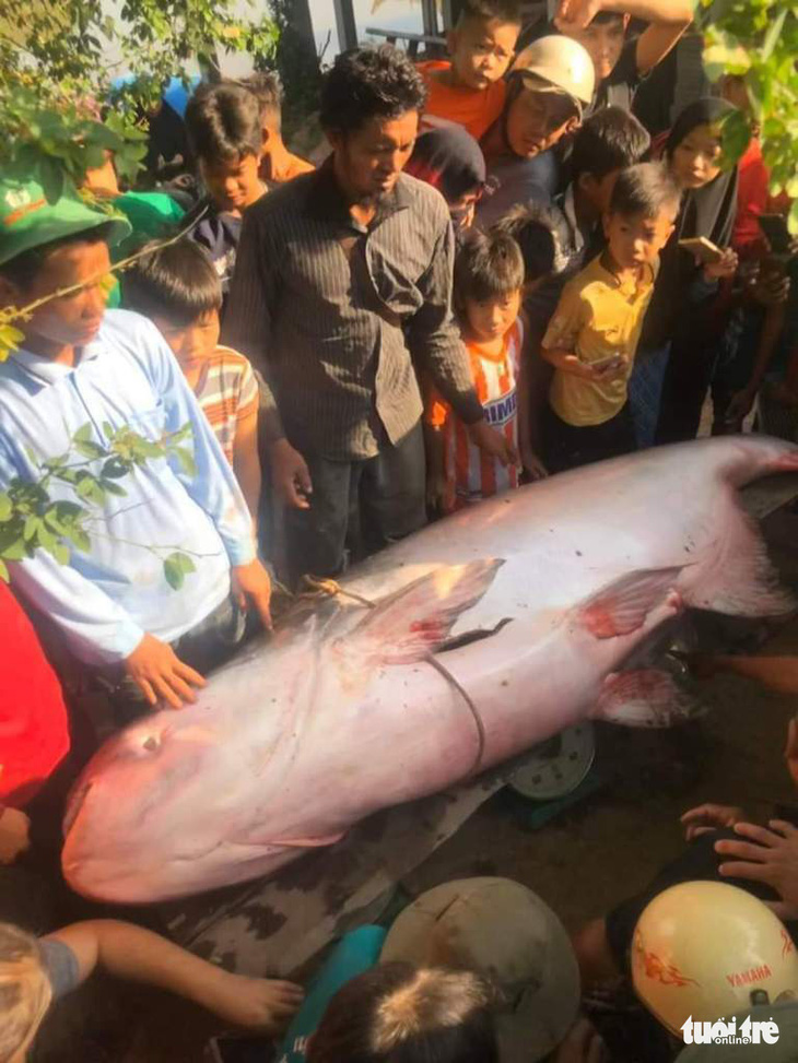 Nông dân An Giang bắt được cá tra dầu 230kg - Ảnh 1.