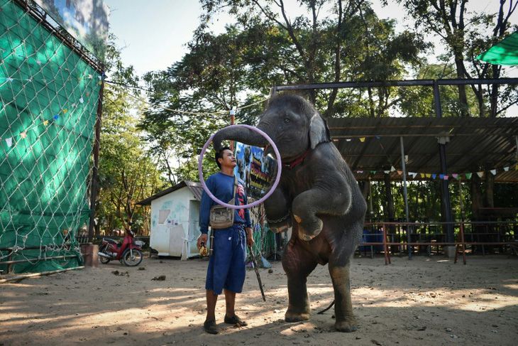 Thảm cảnh của những con voi phục vụ du lịch ở Thái Lan - Ảnh 1.