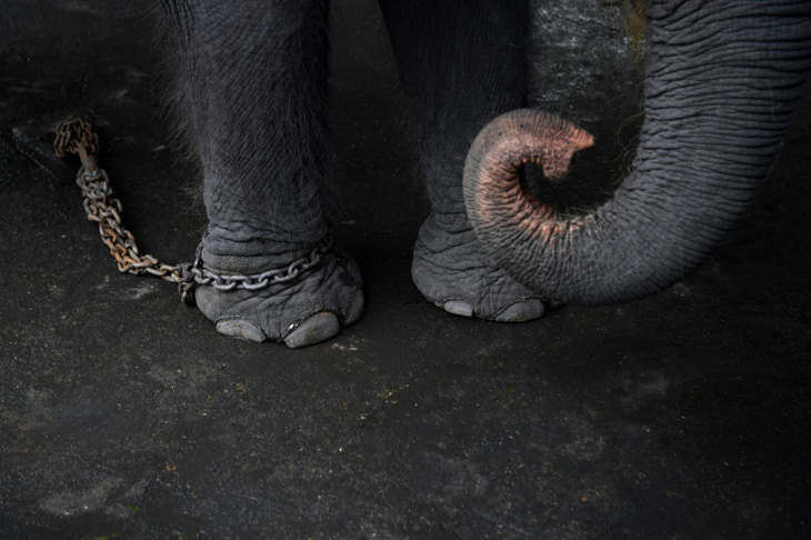 Thảm cảnh của những con voi phục vụ du lịch ở Thái Lan - Ảnh 2.