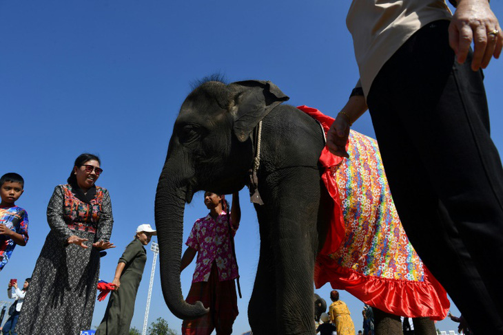 Thảm cảnh của những con voi phục vụ du lịch ở Thái Lan - Ảnh 3.