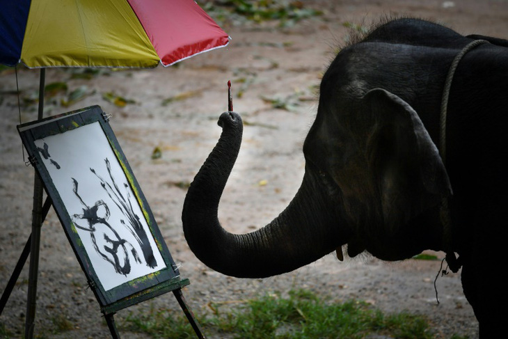 Thảm cảnh của những con voi phục vụ du lịch ở Thái Lan - Ảnh 4.