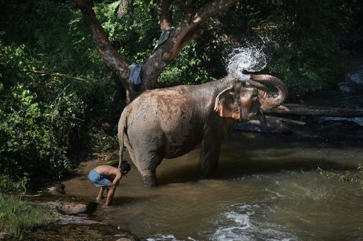 Thảm cảnh của những con voi phục vụ du lịch ở Thái Lan - Ảnh 6.