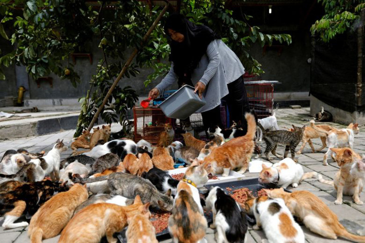 Bà nội trợ xây mái ấm cho 250 con mèo bị bỏ rơi - Ảnh 1.