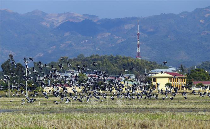 Hàng trăm con cò nhạn quý hiếm xuất hiện ở Mường Thanh - Ảnh 2.