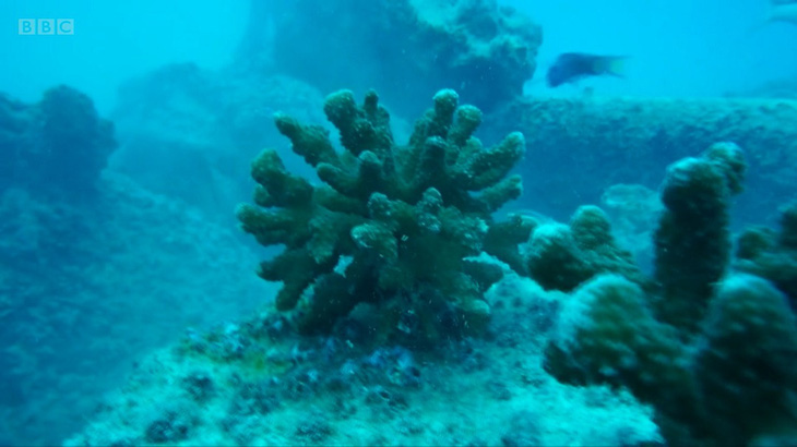 Khởi động dự án siêu san hô cứu các rạn san hô khắp thế giới - Ảnh 1.