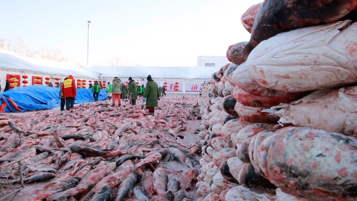 Con cá mè hoa khổng lồ bán với giá gần 10 tỉ đồng - Ảnh 6.