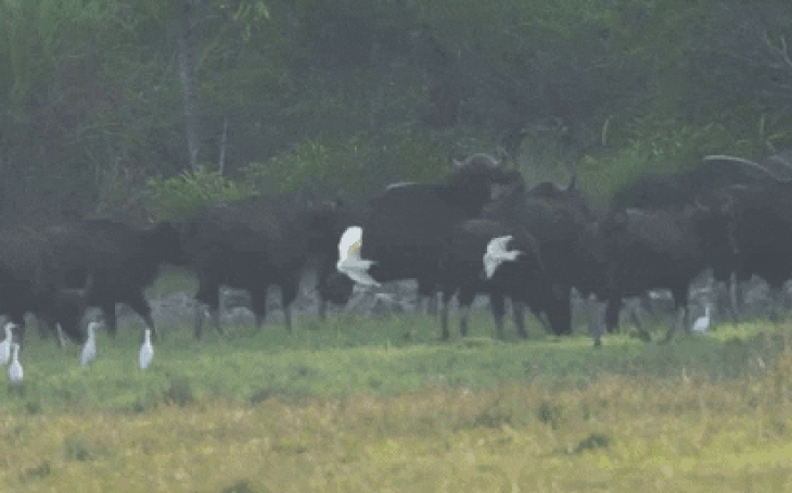 Đàn bò tót đẹp đến sững sờ ở Nam Cát Tiên đã lọt vô ống kính Tăng A Pẩu