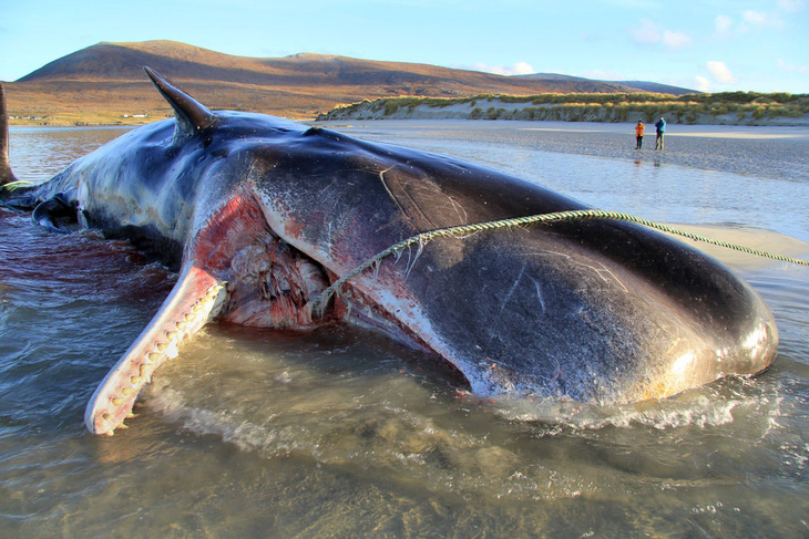 Xác cá nhà táng dạt vào bờ với hơn 100kg rác trong bụng - Ảnh 1.