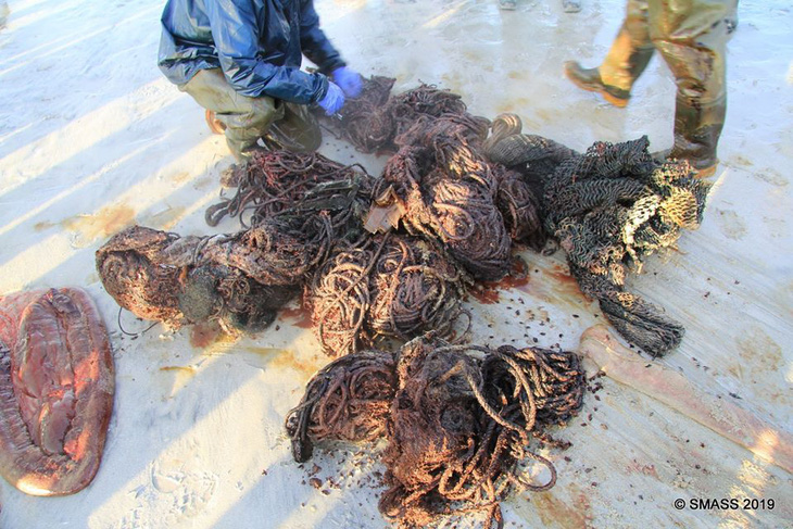 Xác cá nhà táng dạt vào bờ với hơn 100kg rác trong bụng - Ảnh 2.