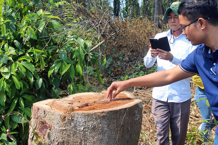 Thanh tra vụ đốn hạ cây rừng tự nhiên trong khu bảo tồn ở Đồng Nai - Ảnh 1.