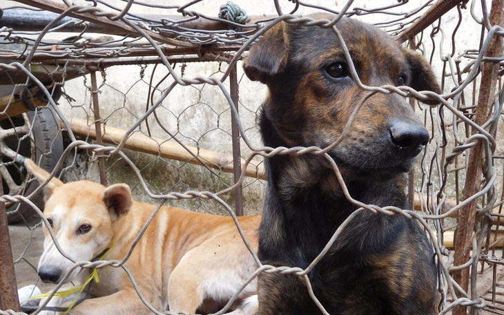 Cấm thịt chó, chính quyền ở Indonesia bảo dân ăn 