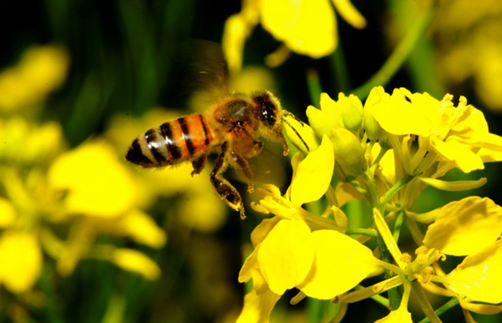 Pháp cấm 2 loại thuốc trừ sâu của Mỹ do gây hại cho loài ong - Ảnh 1.