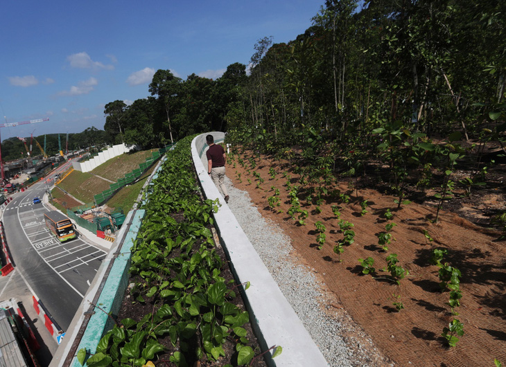 Singapore làm cầu vượt trồng cây rừng dành cho động vật - Ảnh 2.