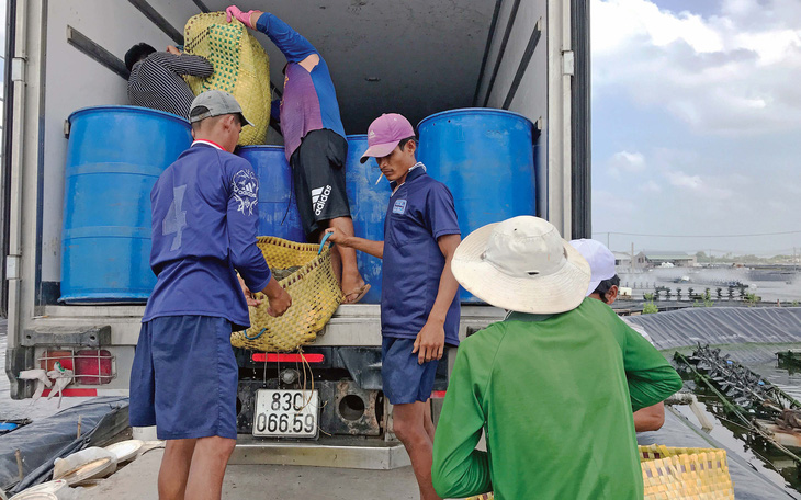 Thương lái lại tranh mua tôm - Ảnh 1.