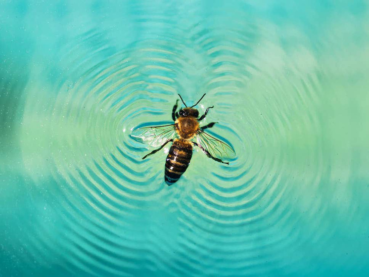 Giải mã khả năng ‘lướt ván’ siêu đẳng ở loài ong - Ảnh 1.