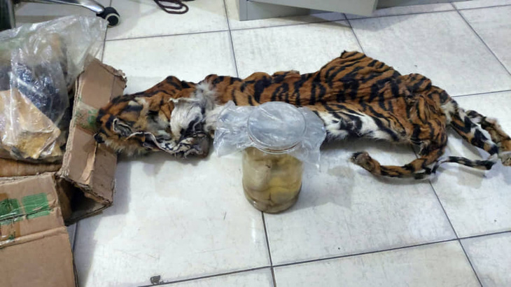 Indonesia bắt 5 nghi phạm săn trộm hổ Sumatra đang mang thai - Ảnh 2.