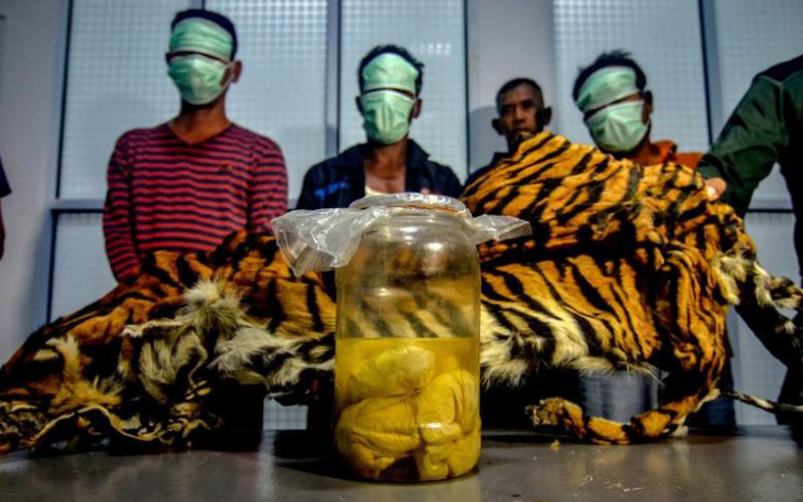 Indonesia bắt 5 nghi phạm săn trộm hổ Sumatra đang mang thai