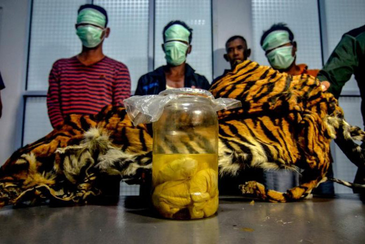Indonesia bắt 5 nghi phạm săn trộm hổ Sumatra đang mang thai - Ảnh 1.