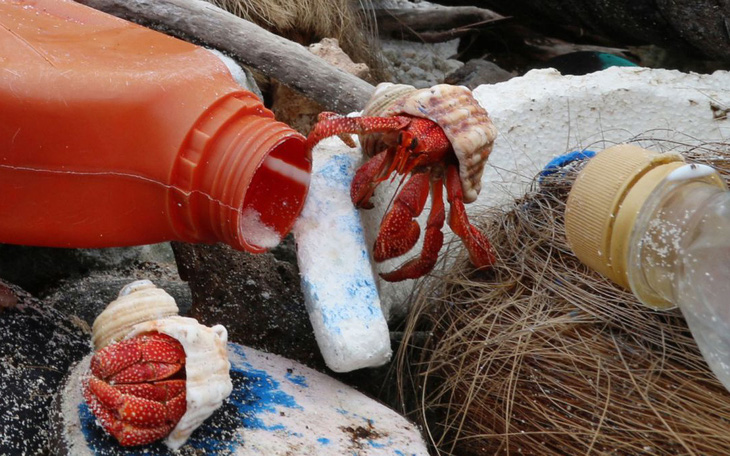 Hàng nghìn con cua ẩn sĩ chết vì bị mắc kẹt trong chai nhựa