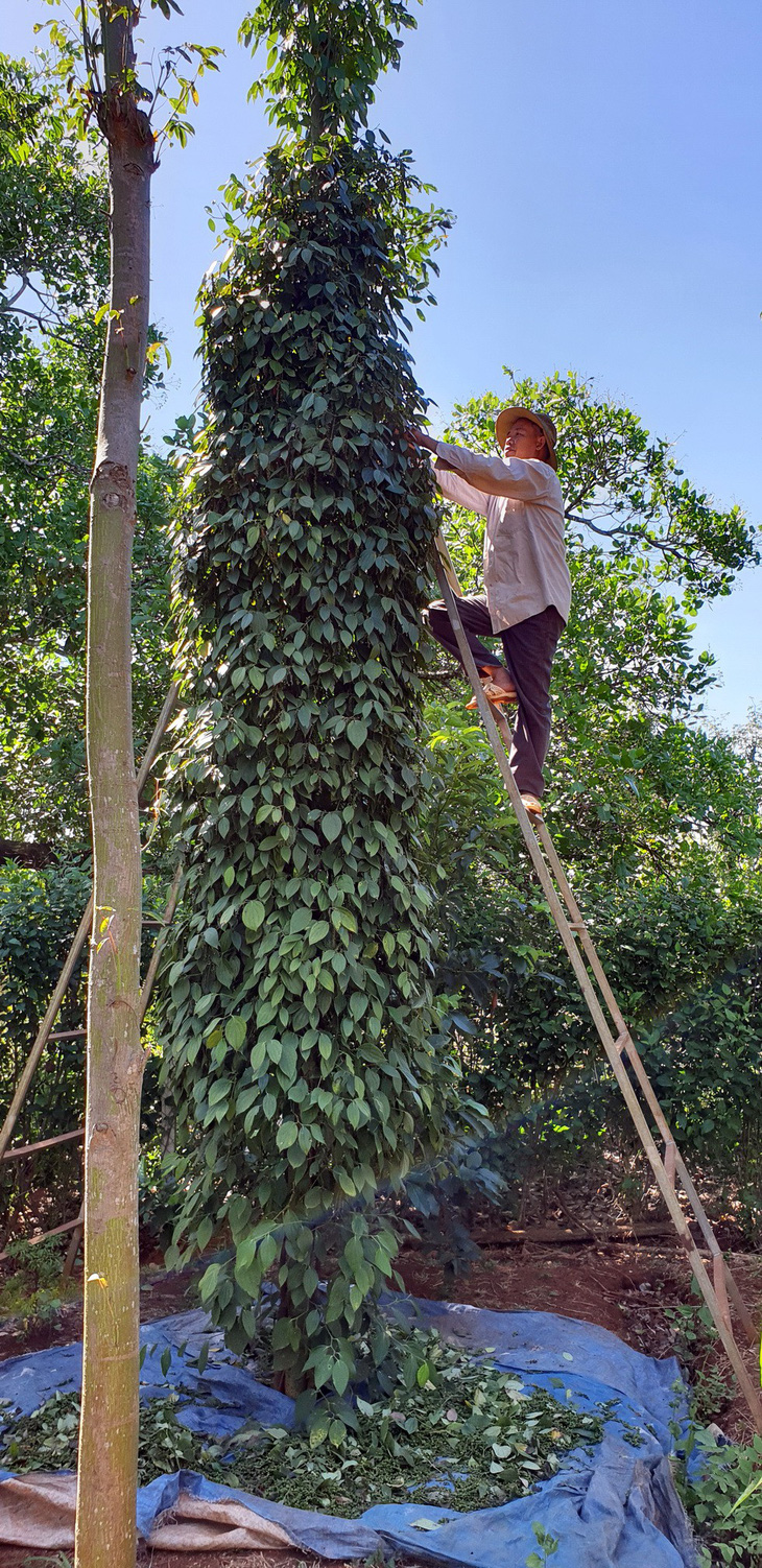 Huy động nhân lực hái hồ tiêu giúp nông dân - Ảnh 2.