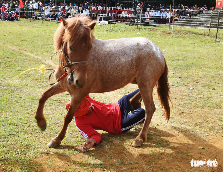 Chết cười với cuộc đua của các chị ngựa thồ ở Phú Yên - Ảnh 5.