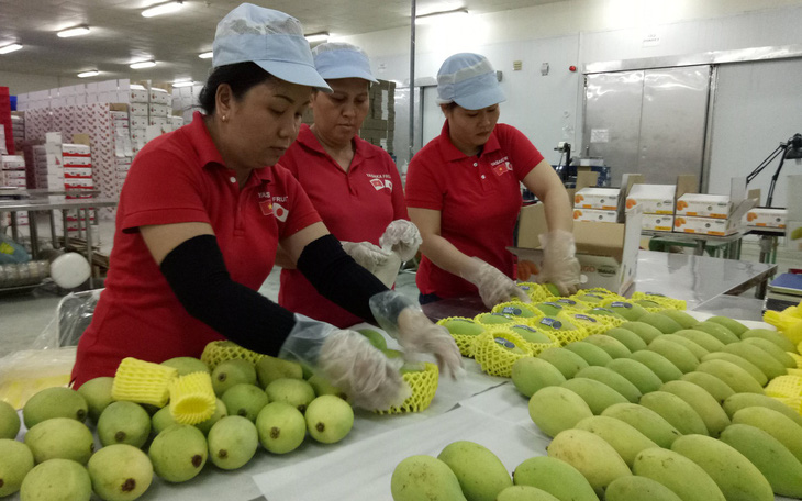 Mỹ chính thức mở cửa cho trái xoài Việt Nam