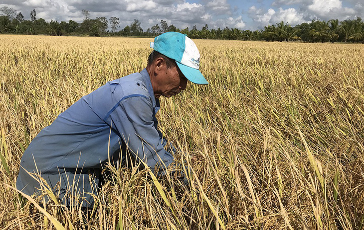 Chính phủ sẽ bàn việc tiêu thụ lúa cho nông dân - Ảnh 1.
