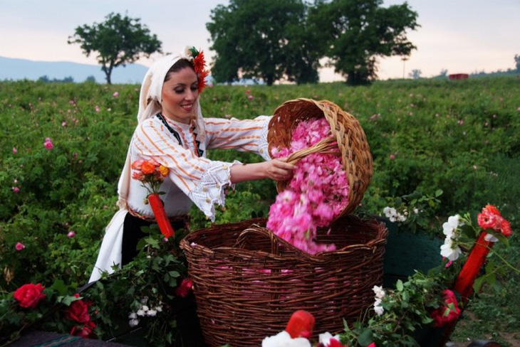 Ngành “công nghiệp hoa hồng” Bulgaria thu hút nhà đầu tư - Ảnh 1.