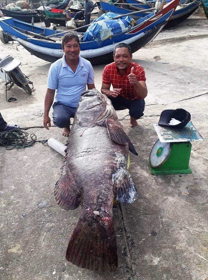 Giáp tết, ngư dân Quảng Trị bắt được cá mú khủng nặng 82kg - Ảnh 1.
