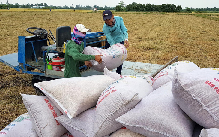 Lúa gạo nhiều, giá giảm: Không thể 'giải cứu' mãi