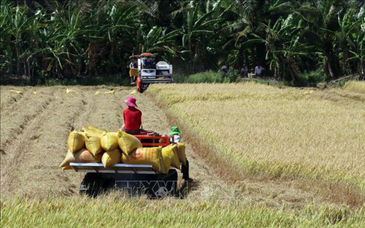 Cho vay thu mua thóc, gạo vụ đông xuân năm 2019