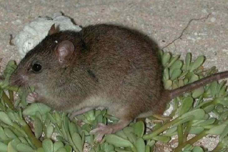 Chuột nâu Úc là động vật có vú đầu tiên tuyệt chủng vì biến đổi khí hậu - Ảnh 1.