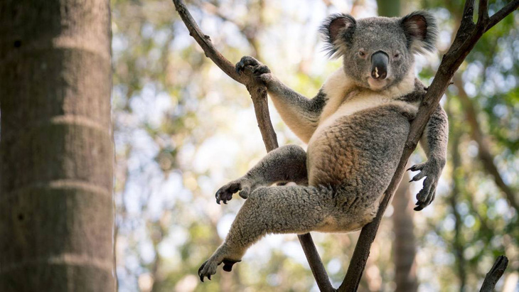 Gấu Koala trở thành ‘ngôi sao mạng xã hội’ nhờ dáng ngồi sexy - Ảnh 1.
