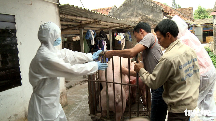 8 phòng xét nghiệm miễn phí virút gây dịch tả lợn Châu Phi - Ảnh 1.
