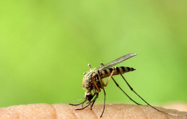 8 cách loại bỏ vết muỗi đốt và đánh bại cơn ngứa khó chịu - Ảnh 1.