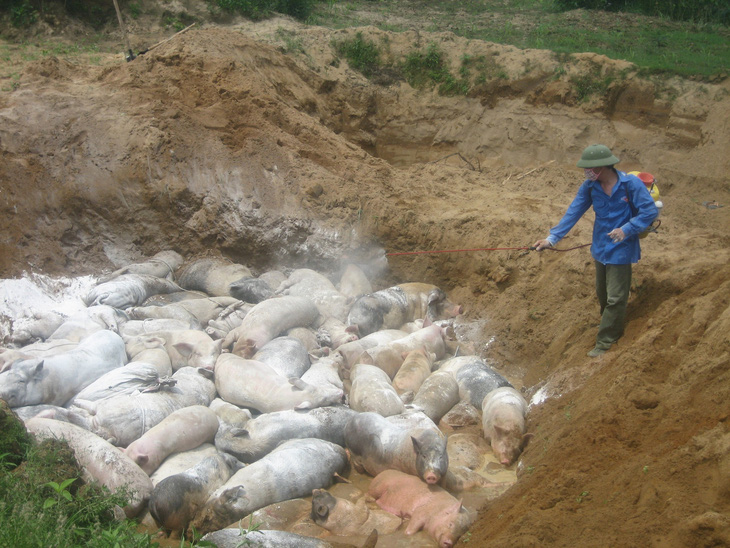 Dịch tả lợn châu Phi lan tới Thanh Hóa, tiêu hủy 226 con lợn bệnh - Ảnh 1.