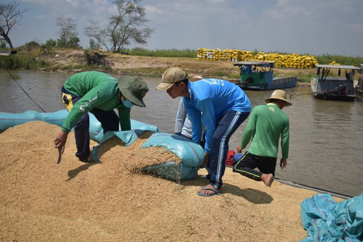 Ông Lê Minh Hoan: Cần chiến lược dài hạn cho hạt gạo Đồng bằng thay vì giải cứu - Ảnh 2.