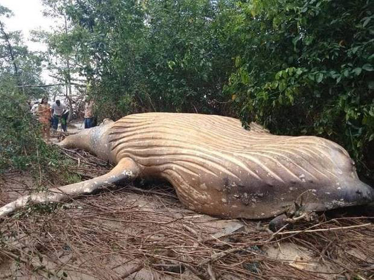 Cá voi 10 tấn lại chết trong... rừng Amazon - Ảnh 1.