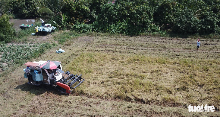 Đối sách các nước tiêu dùng thay đổi, gạo Việt gặp áp lực - Ảnh 3.