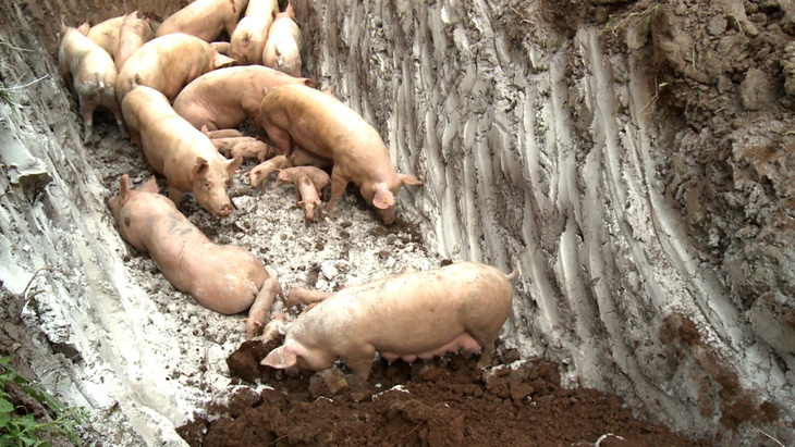 Phát hiện lợn rừng mắc dịch tả lợn châu Phi - Ảnh 1.