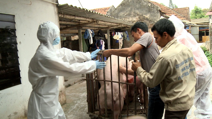 Chủ động hỗ trợ giá lợn tiêu hủy để chống dịch tả lợn châu Phi - Ảnh 1.