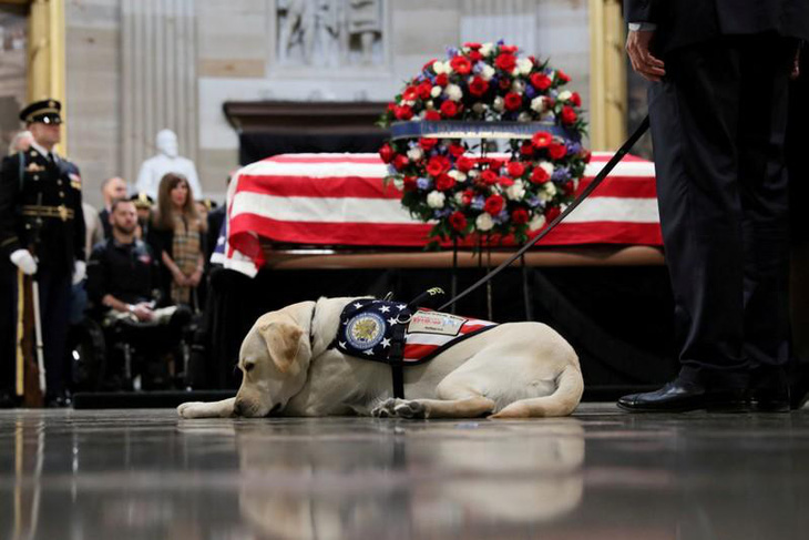 Chú chó từng chăm sóc cố Tổng thống Bush nhận nhiệm vụ mới - Ảnh 1.
