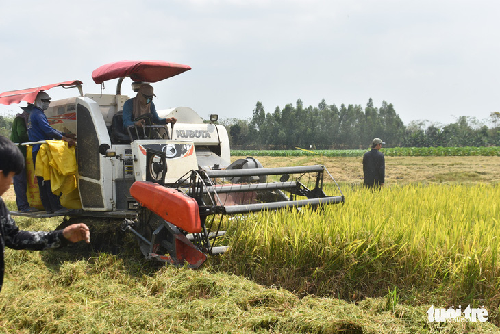 Nông dân khốn khổ vì doanh nghiệp bẻ kèo thu mua lúa - Ảnh 4.