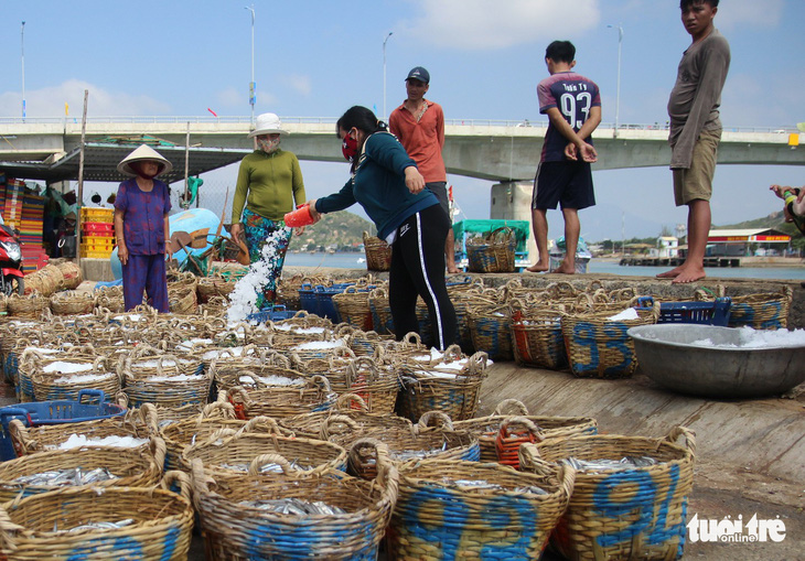 Ngư dân Ninh Thuận về bến xuân, khoang thuyền đầy ắp cá cơm - Ảnh 2.