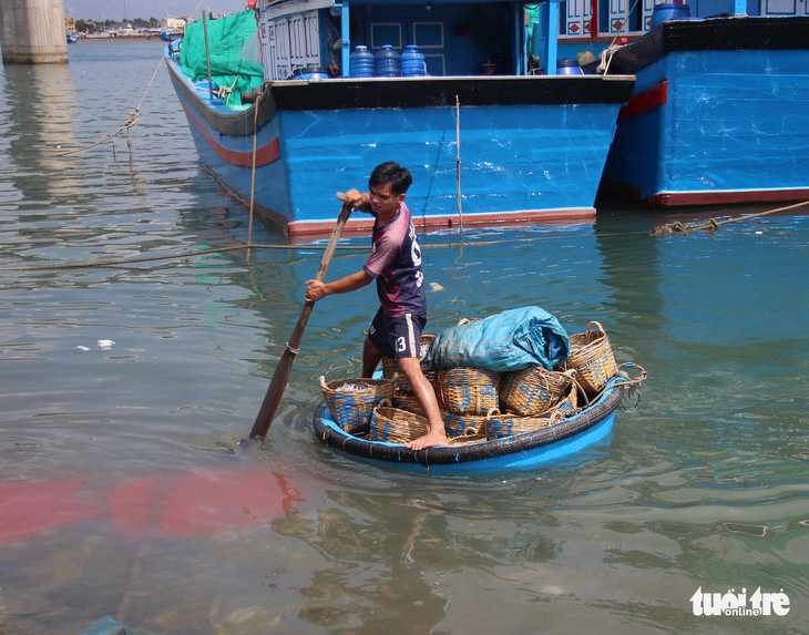 Ngư dân Ninh Thuận về bến xuân, khoang thuyền đầy ắp cá cơm - Ảnh 3.