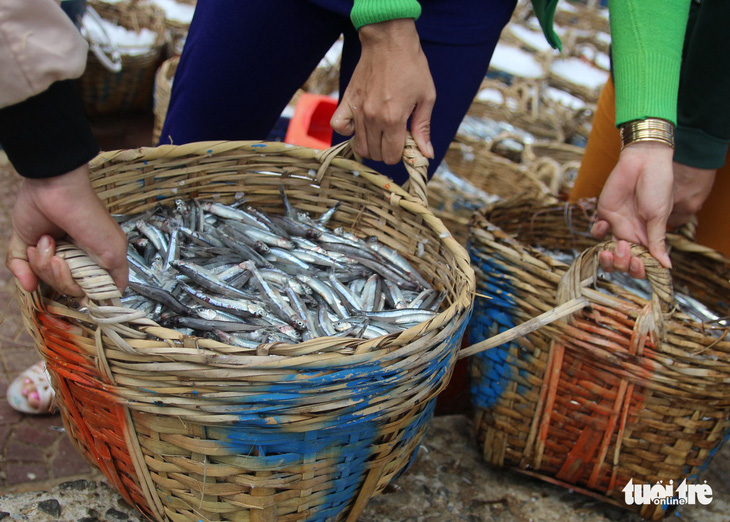 Ngư dân Ninh Thuận về bến xuân, khoang thuyền đầy ắp cá cơm - Ảnh 1.